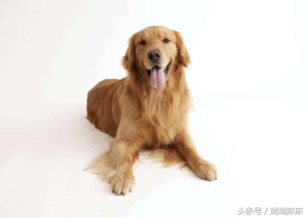 金毛犬得皮肤病期间可以洗澡吗,金毛犬老是有皮肤病吃什么狗粮