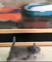 为什么说猫咪是水做的，这位老板告诉你原因：猫粮还在，猫没了