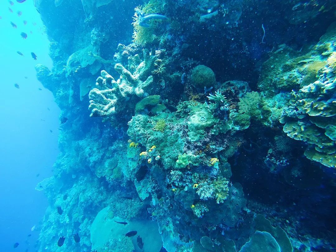 印尼美娜多潜水,印尼美娜多潜水考证