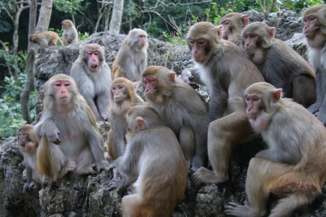 三伏天，龙虎山的“山大王”们开始消暑养生了！