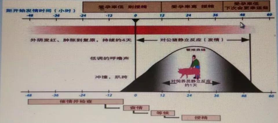 母猪适时输精,母猪直配与人工授精产仔数