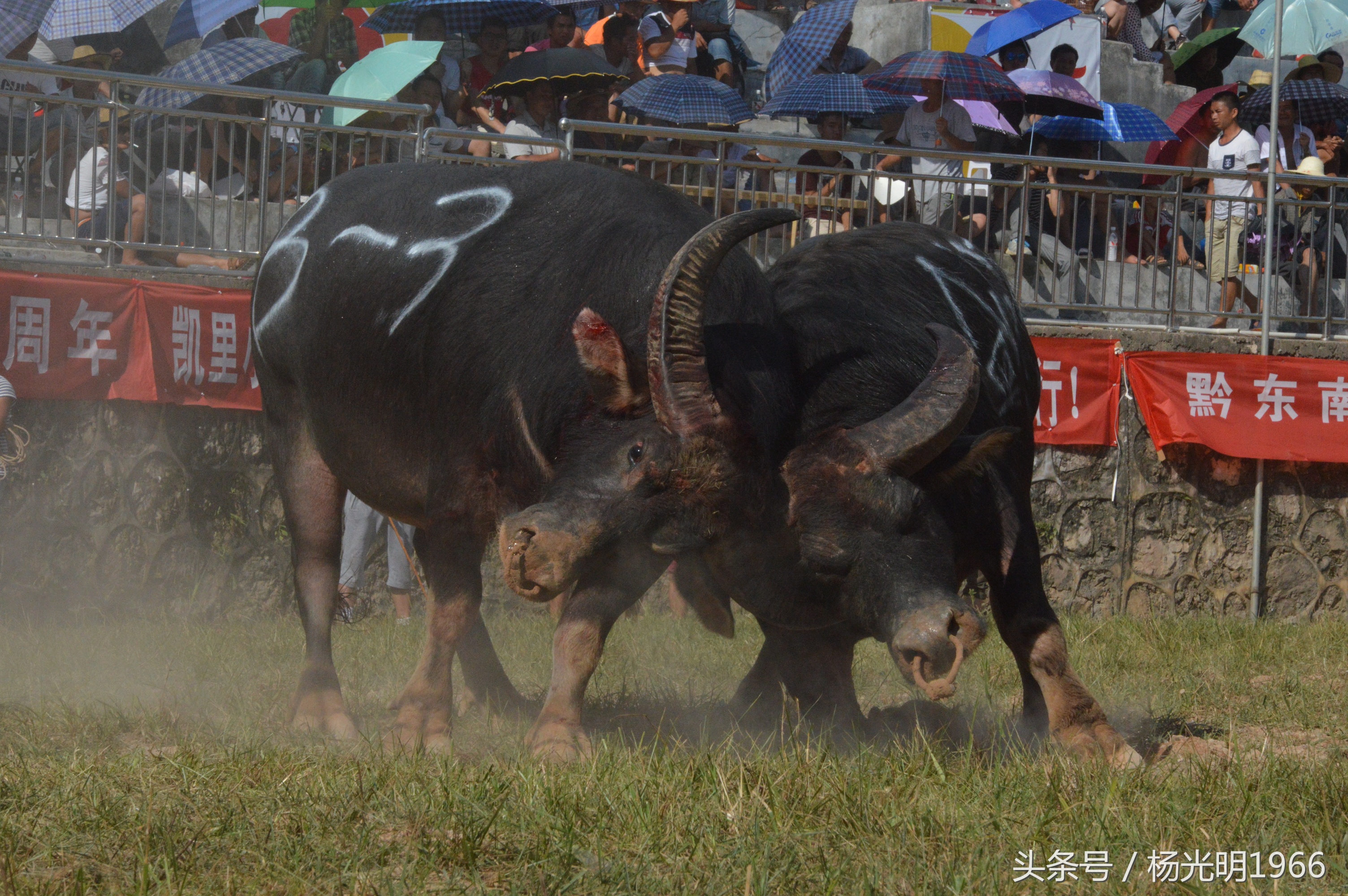 2018凯里斗牛城牛王争霸赛,凯里斗牛节视频完整版