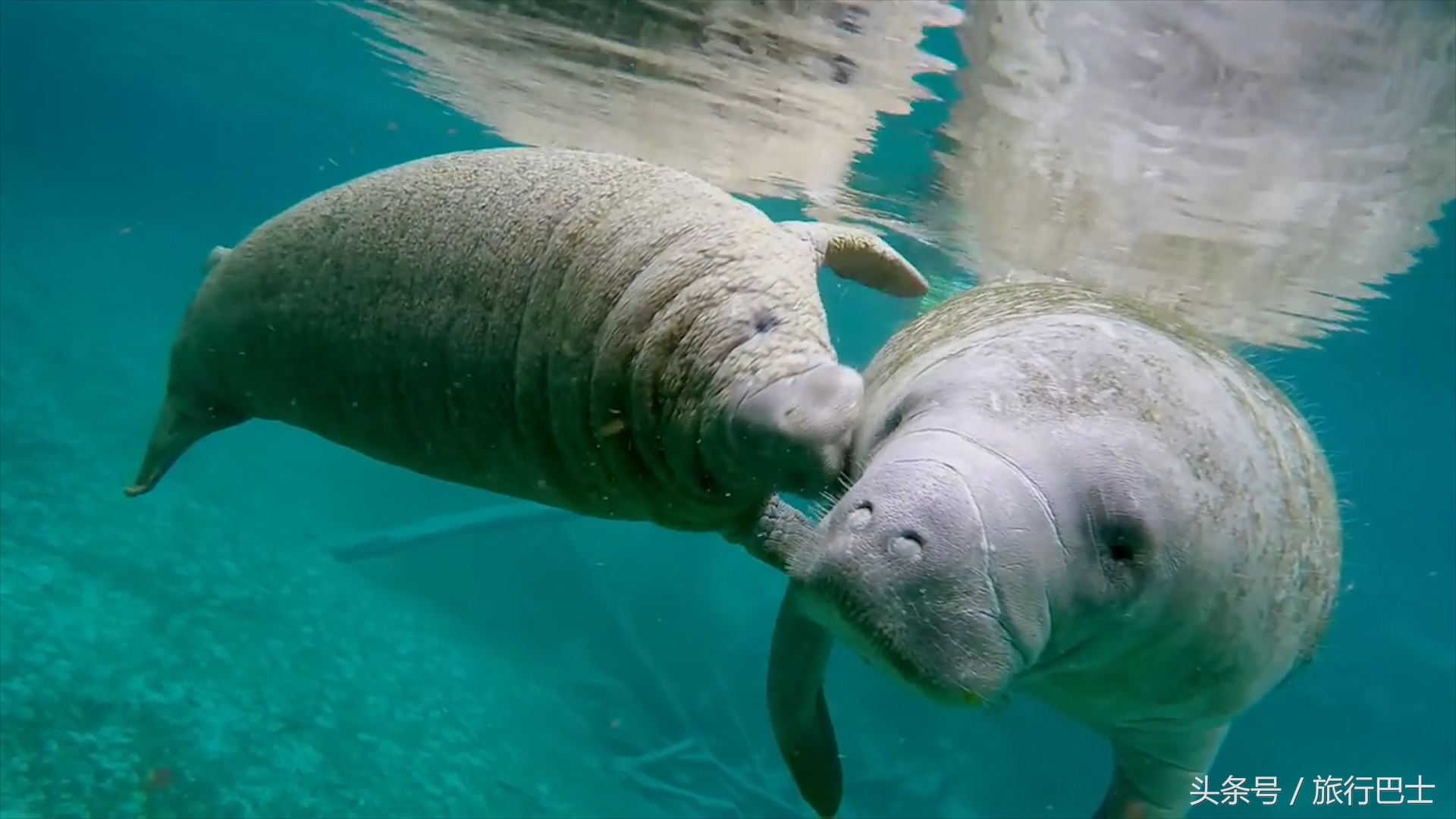 巨型短吻鳄有多高,世界最厉害的动物短吻鳄