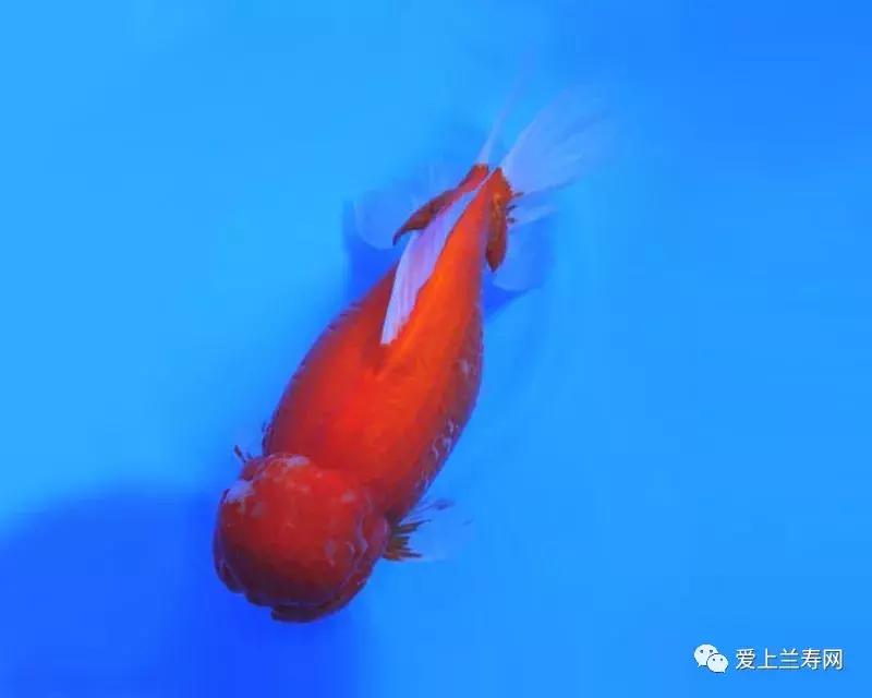 日本土佐金鱼图片大全,日本金鱼品种大全