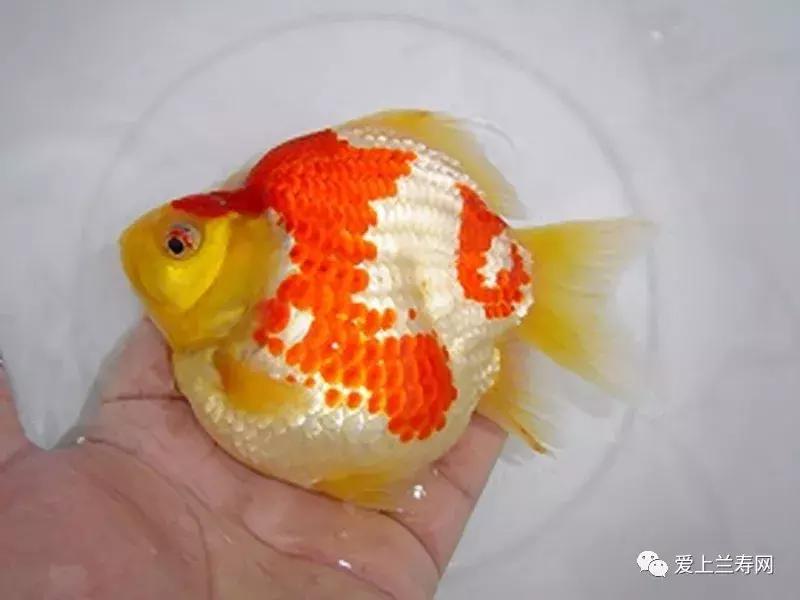 日本土佐金鱼图片大全,日本金鱼品种大全