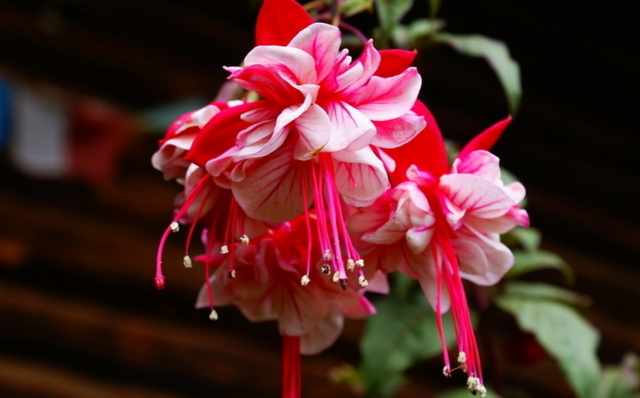 倒挂*钟金**ll彩燕翻飞欲向空，曼妙多姿醉*钟金**