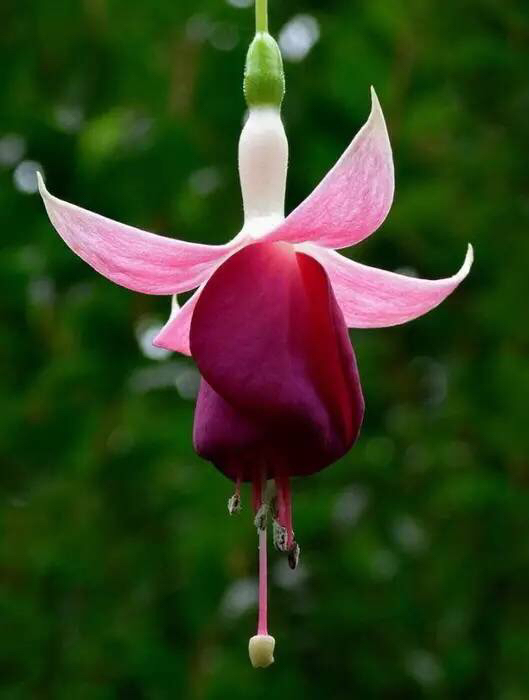 倒挂*钟金**ll彩燕翻飞欲向空，曼妙多姿醉*钟金**