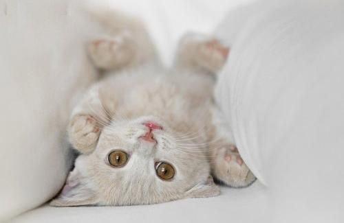 养猫咪驱虫药怎么用,养猫咪怎么预防寄生虫