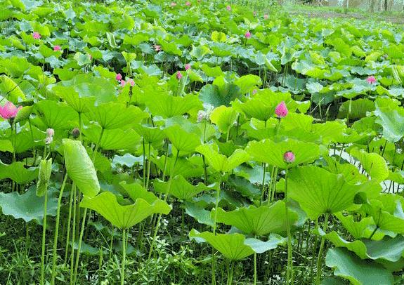 铜川清凉玩水的地方,铜川夏日美景