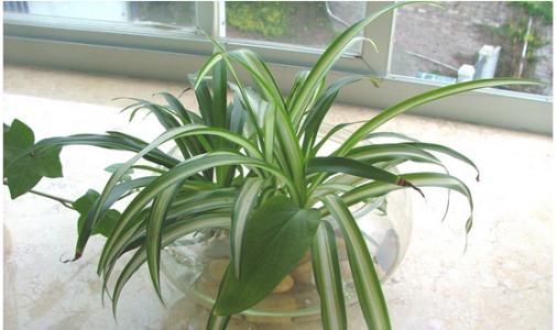 吊兰能水培养活吗,吊兰在家水培怎么养活得快