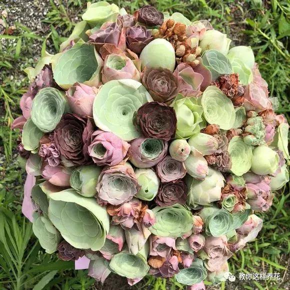 绿萝吊兰怎么养才能开花,比绿萝吊兰还好养的5种花