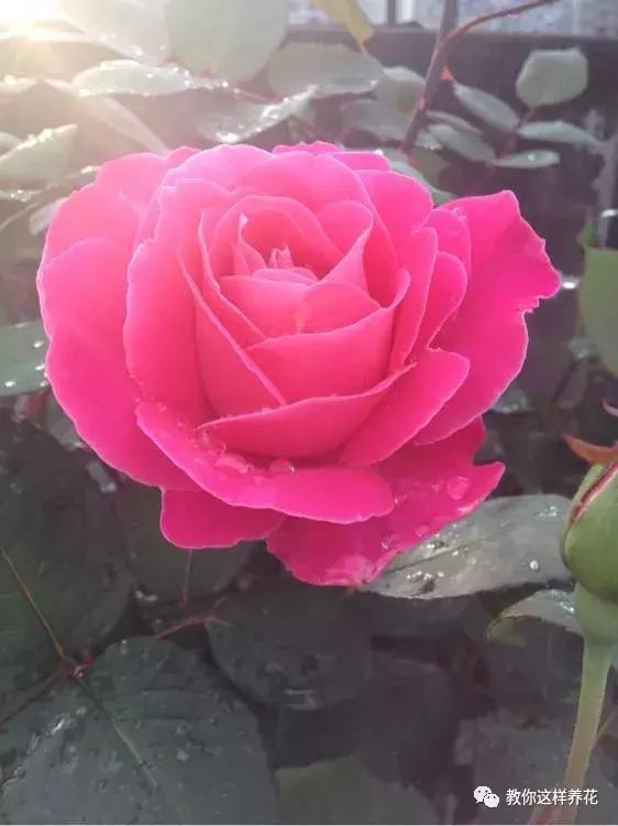 绿萝吊兰怎么养才能开花,比绿萝吊兰还好养的5种花