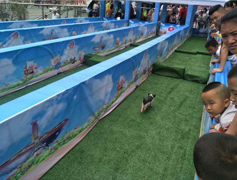 萌宠小香猪乐园,遵义小香猪