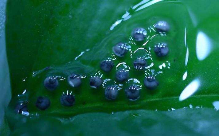 这种蛙竟然把蝌蚪背到树上养?蝌蚪们在树上能吃些什么呢?