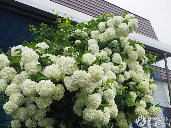 北海道札幌的散步之旅,日本北海道小樽旅游攻略
