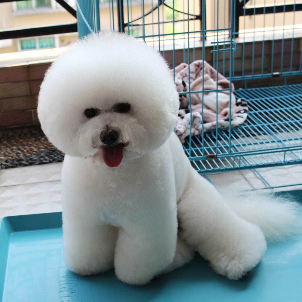 比熊犬主人回家听到车声就乱叫,终于知道狗为什么是急性子