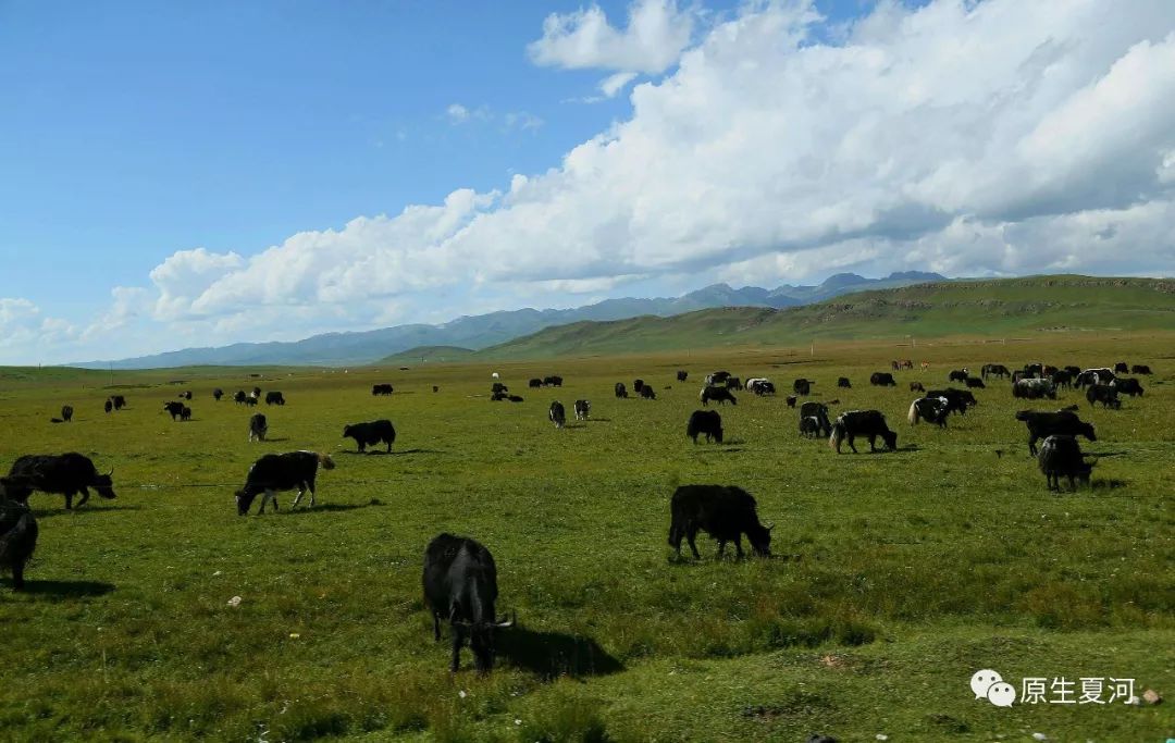 甘南行首站夏河美景,旅游甘南到了夏河下一站应该到哪