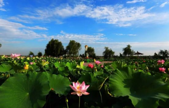 荷花淀最大的特色,荷花淀都有哪些美