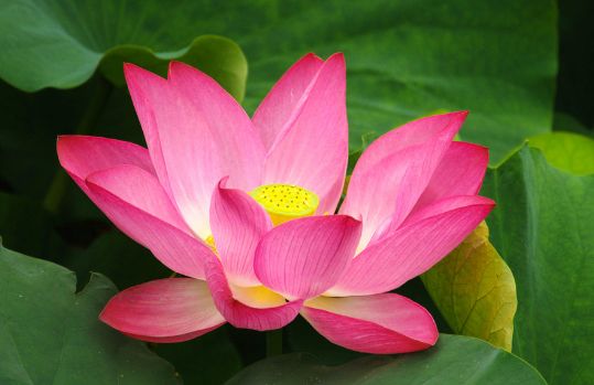 在白洋淀除了赏荷花还能干嘛,白洋淀之外还有什么淀