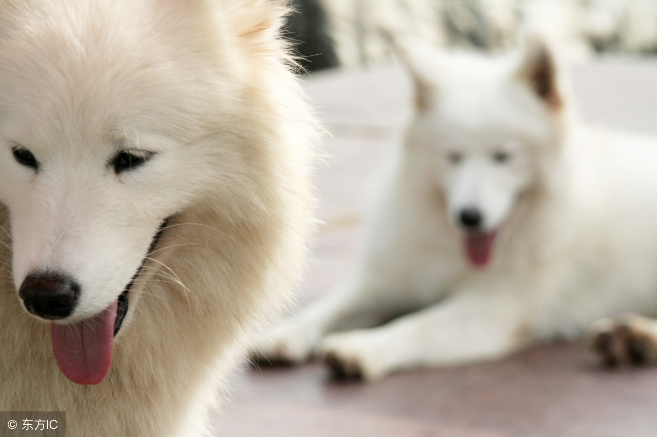 狗狗太肥了怎么才能给它减肥呢,宠物狗太瘦了怎么补充营养