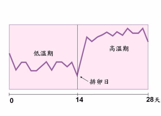 女性排卵期会有多少卵子排出来,女性排卵期卵子会排出来吗