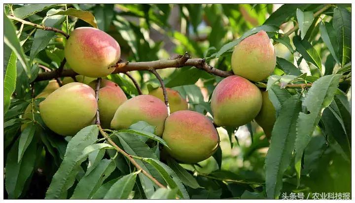 中国桃子十大名桃排名,中国最好的桃子品种