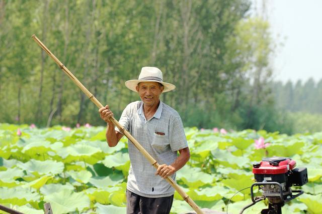 微山湖湿地荷花全景图,微山湖坐船赏荷花