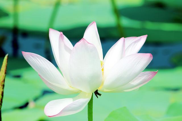 微山湖湿地荷花全景图,微山湖坐船赏荷花