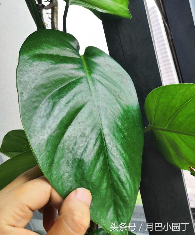 绿萝日常养护和浇水,绿萝的生活习性和养护要点