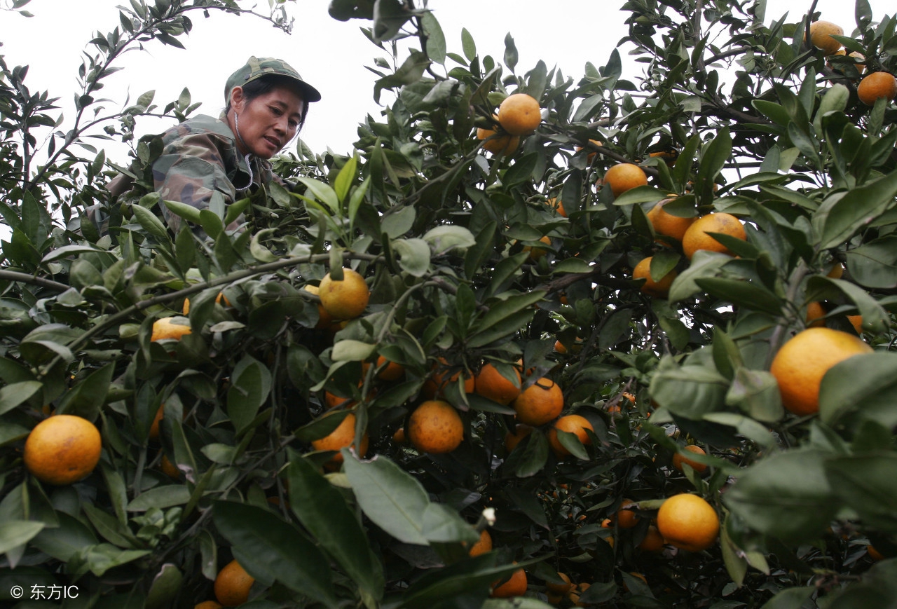 如何经营水果产业,怎么样才能把水果行业做大做强