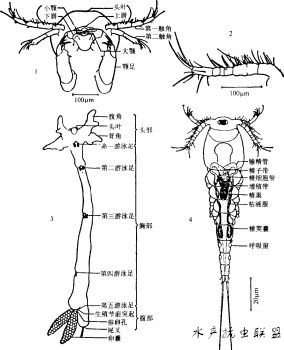 锚头鳋和锚头蚤是一种寄生虫吗,锚头鳋属锚头蚤