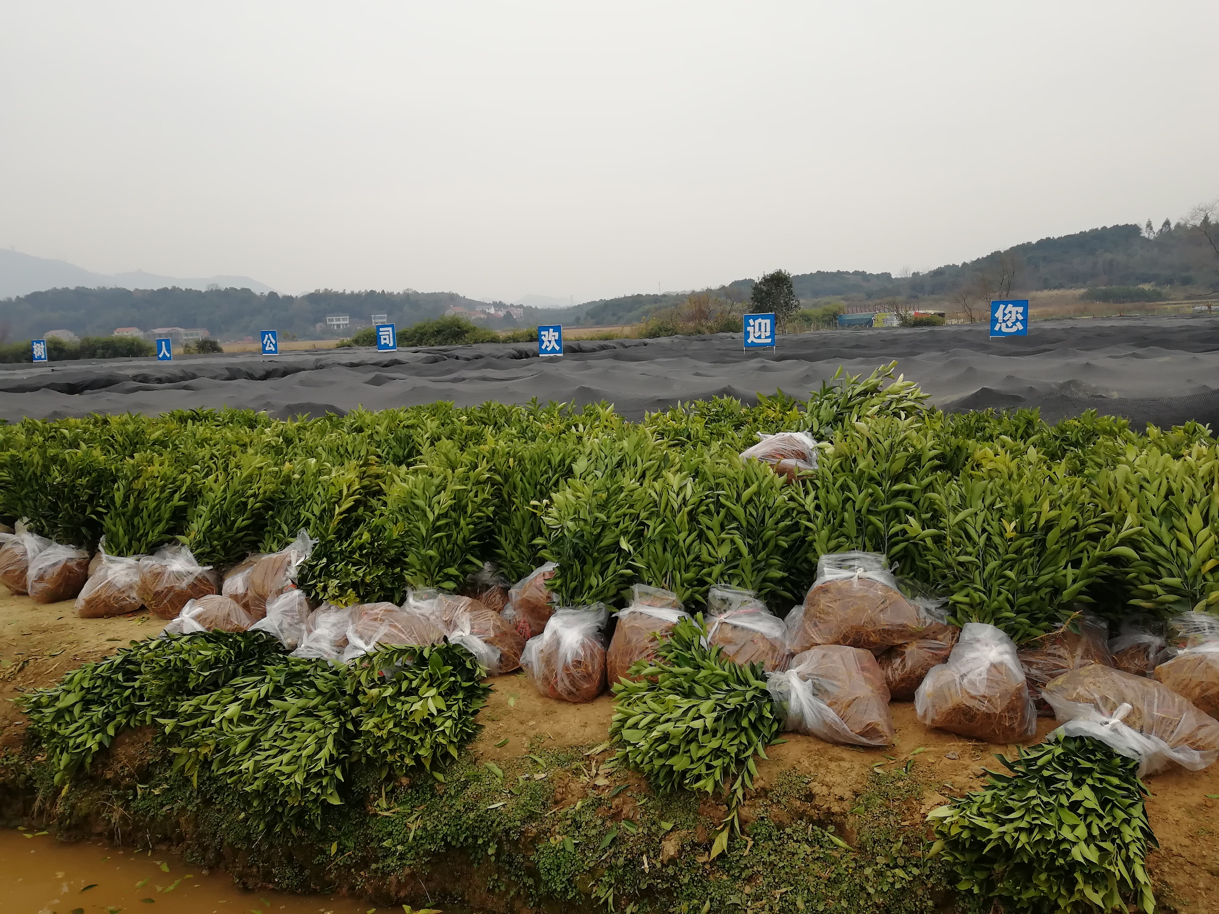 如何经营水果产业,怎么样才能把水果行业做大做强