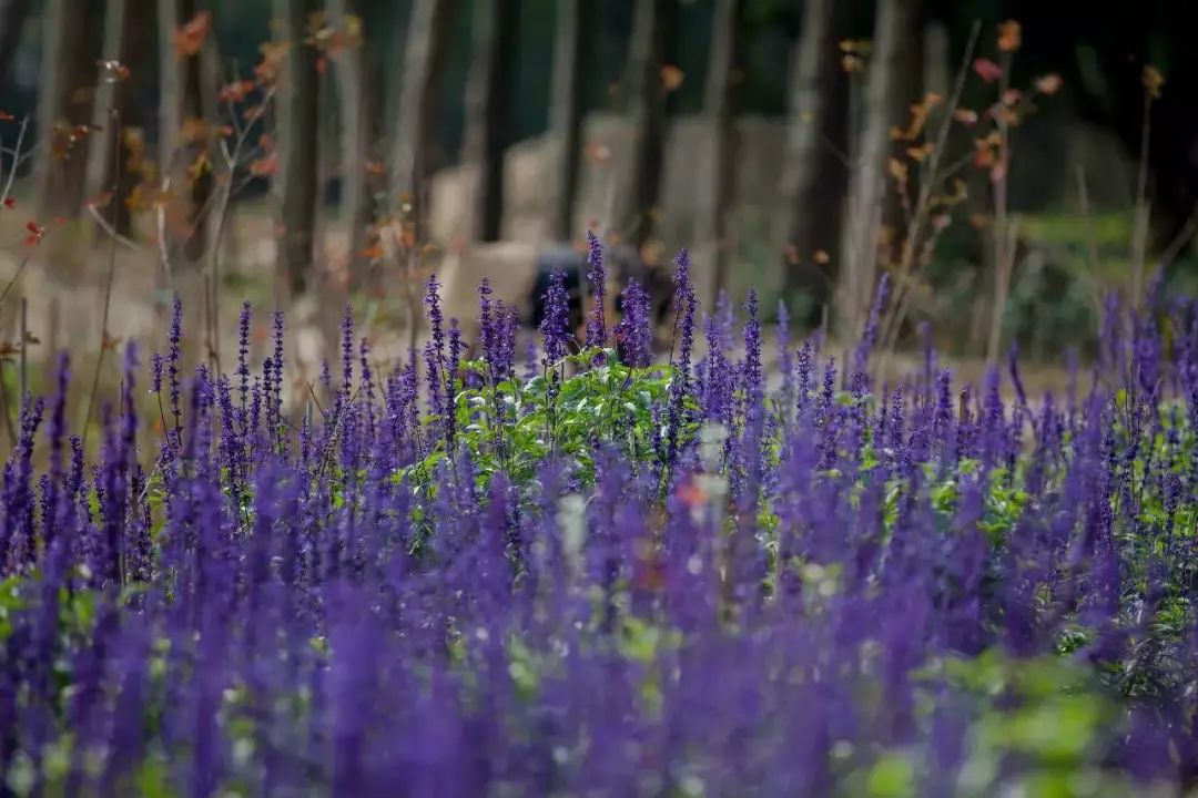 厦门适合情侣去的旅游,厦门适合情侣旅游的地方