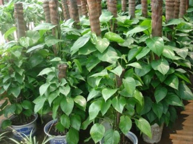 大叶绿萝怎么种植方法和注意事项,大叶绿萝怎么养叶子才多