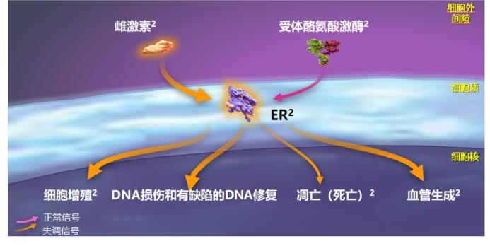 激素受体阳性乳腺癌受试者,激素受体阳性乳腺癌中药调理