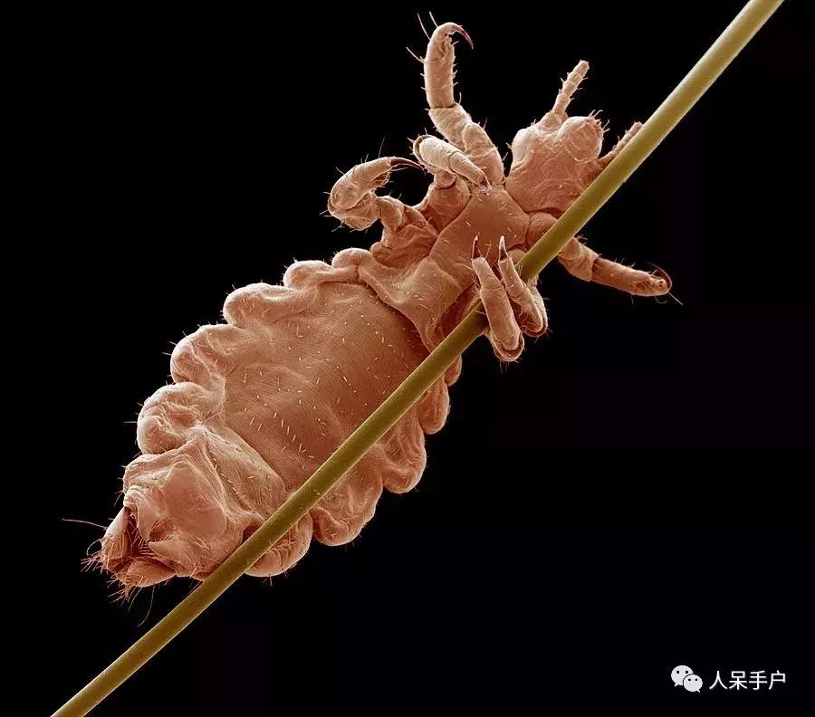 这个昆虫告诉我们人类何时开始穿上衣服？