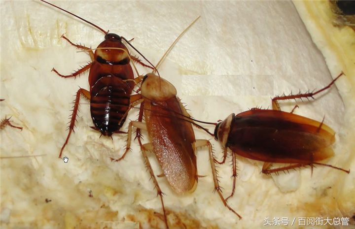 蟑螂怎么消灭最彻底不用药,蟑螂怎么正确消灭最彻底小妙方