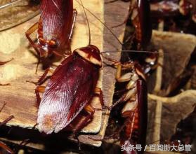 蟑螂怎么消灭最彻底不用药,蟑螂怎么正确消灭最彻底小妙方