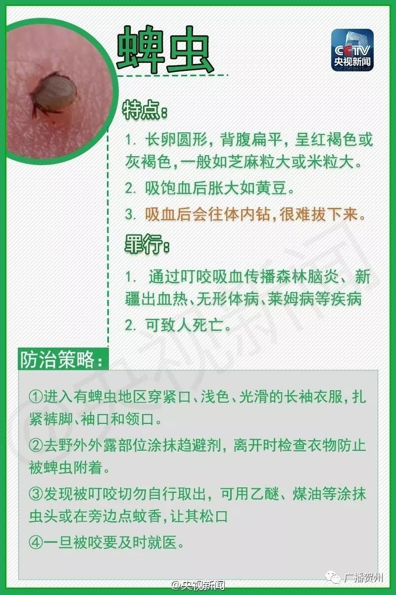 广西虫咬伤人,广西腿被虫咬伤