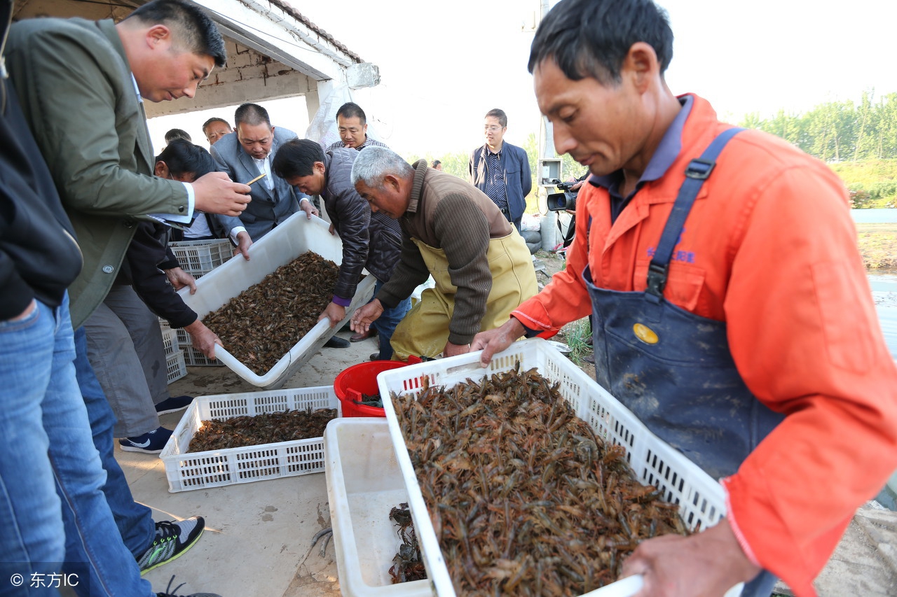 东莞小龙虾批发市场进货渠道,加盟小龙虾生意如何做呢