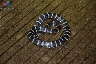 女孩网购银环蛇：别人的宠物要陪，你的宠物要命