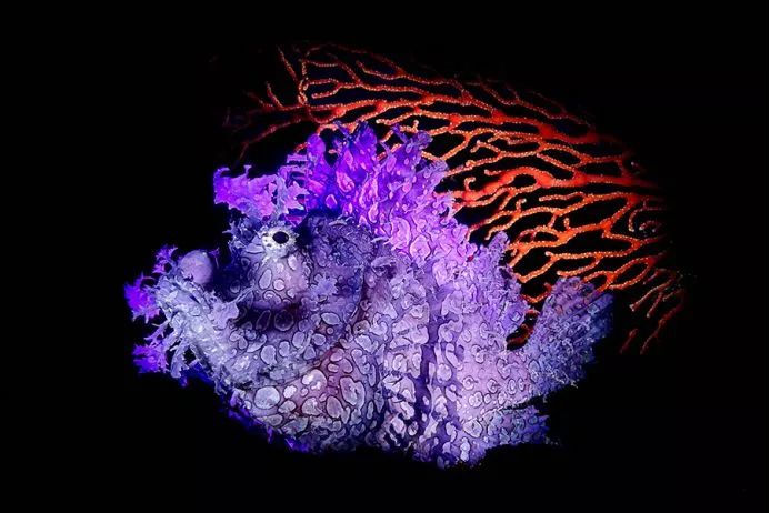 美到极致的自然风光摄影师大赛,自然之美第7集