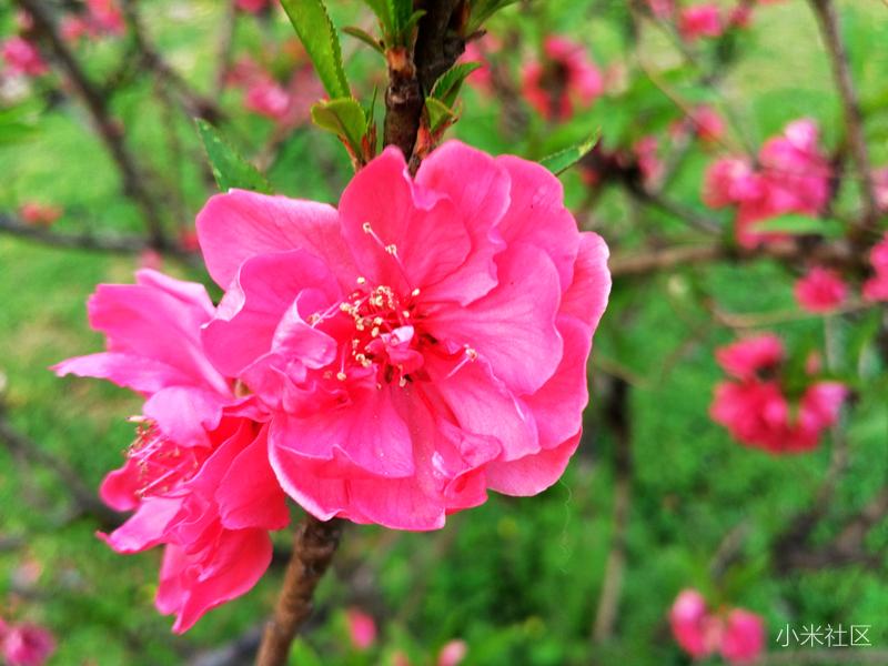 小米手机微距镜头使用方法,一招教你手机微距更清晰