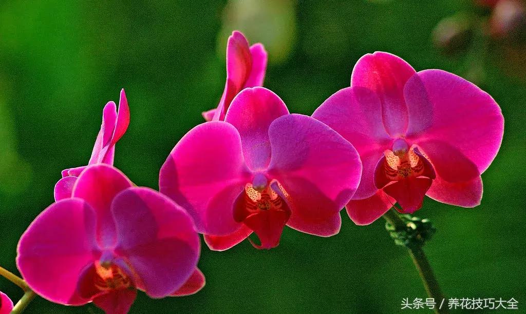 蝴蝶兰烂根怎么处理啊,怎么拯救蝴蝶兰烂根