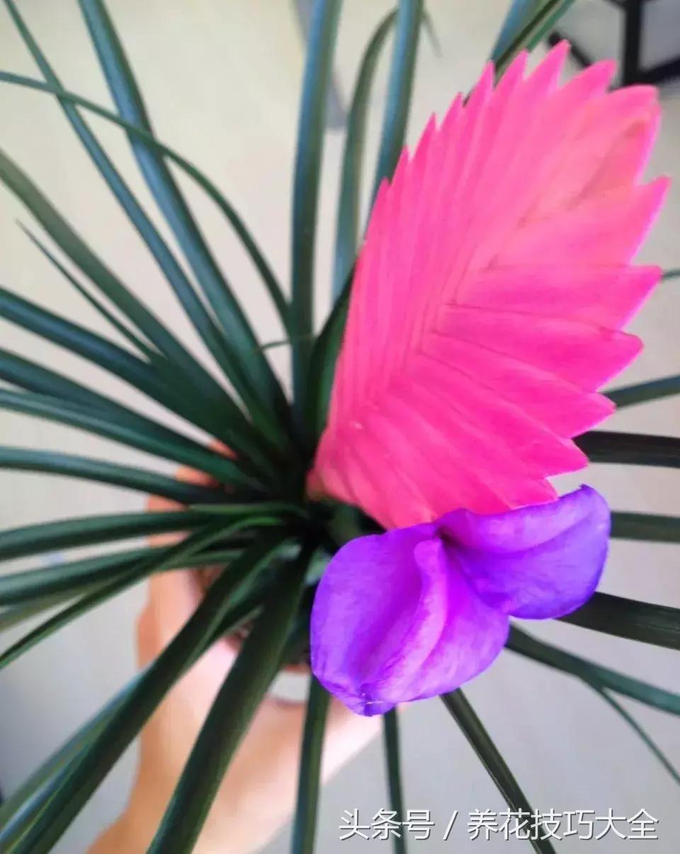 紫凤梨的特点和形态,紫凤梨多久开一次花