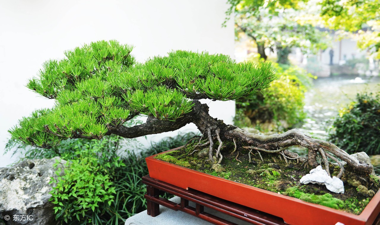 绝美优雅的盆景欣赏（太漂亮了，快分享给朋友吧！）