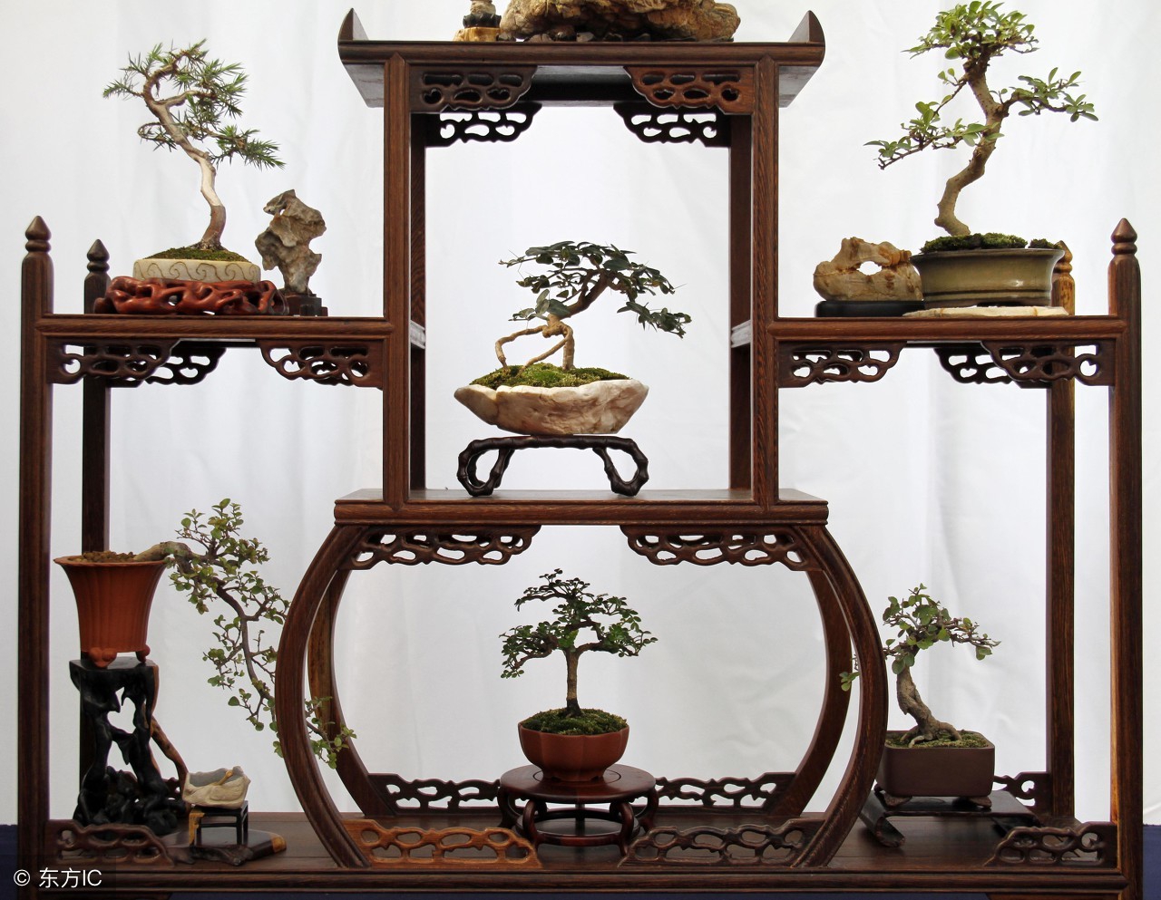 绝美优雅的盆景欣赏（太漂亮了，快分享给朋友吧！）