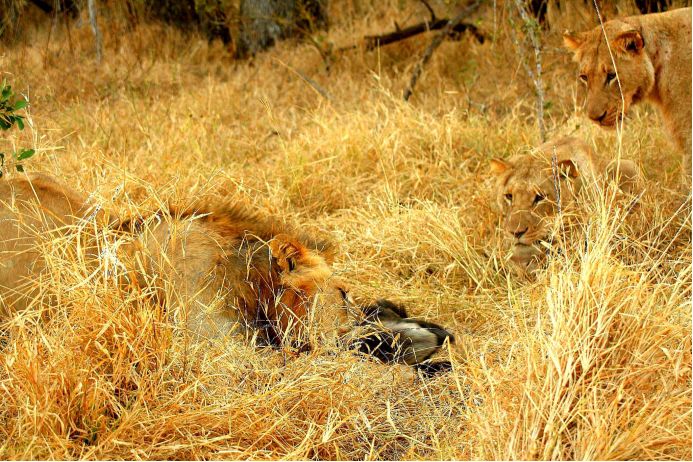 平头哥大战各种野生动物,平头哥捕食动物全过程