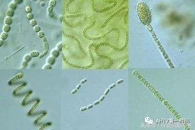 夏天合肥滨湖巢湖蓝藻,合肥巢湖蓝藻爆发水面散发恶臭