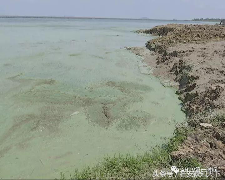 夏天合肥滨湖巢湖蓝藻,合肥巢湖蓝藻爆发水面散发恶臭